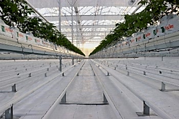  Koyuncu Seracılık