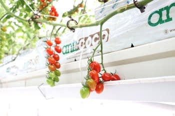 Cherry Domates